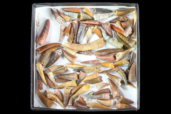 + Small Cretaceous Teeth From Kem Kem Beds Of Morocco #81589